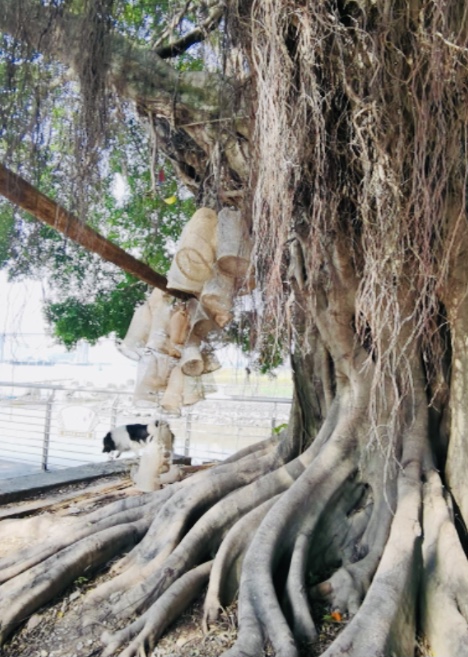 小谷围古树风情.jpg