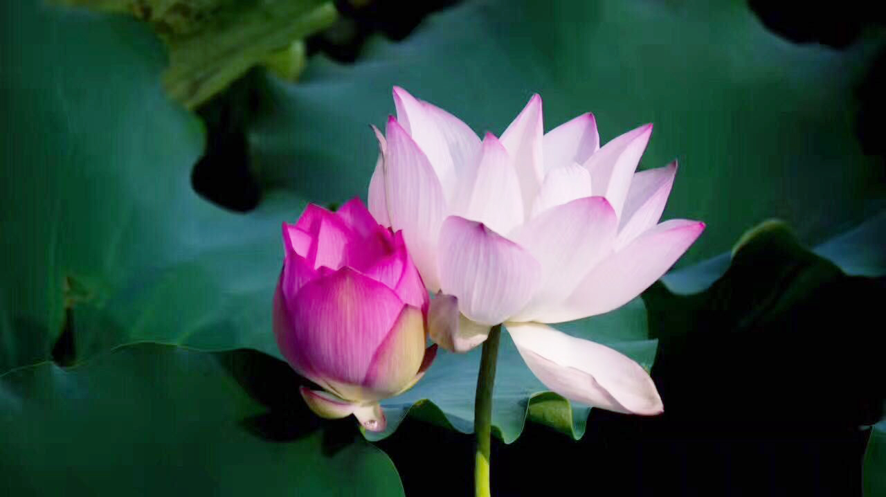 荷花池.jpg