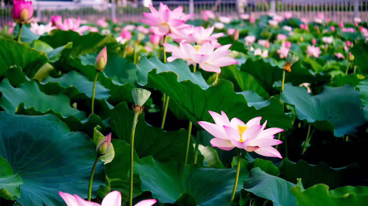 荷花池2.jpg