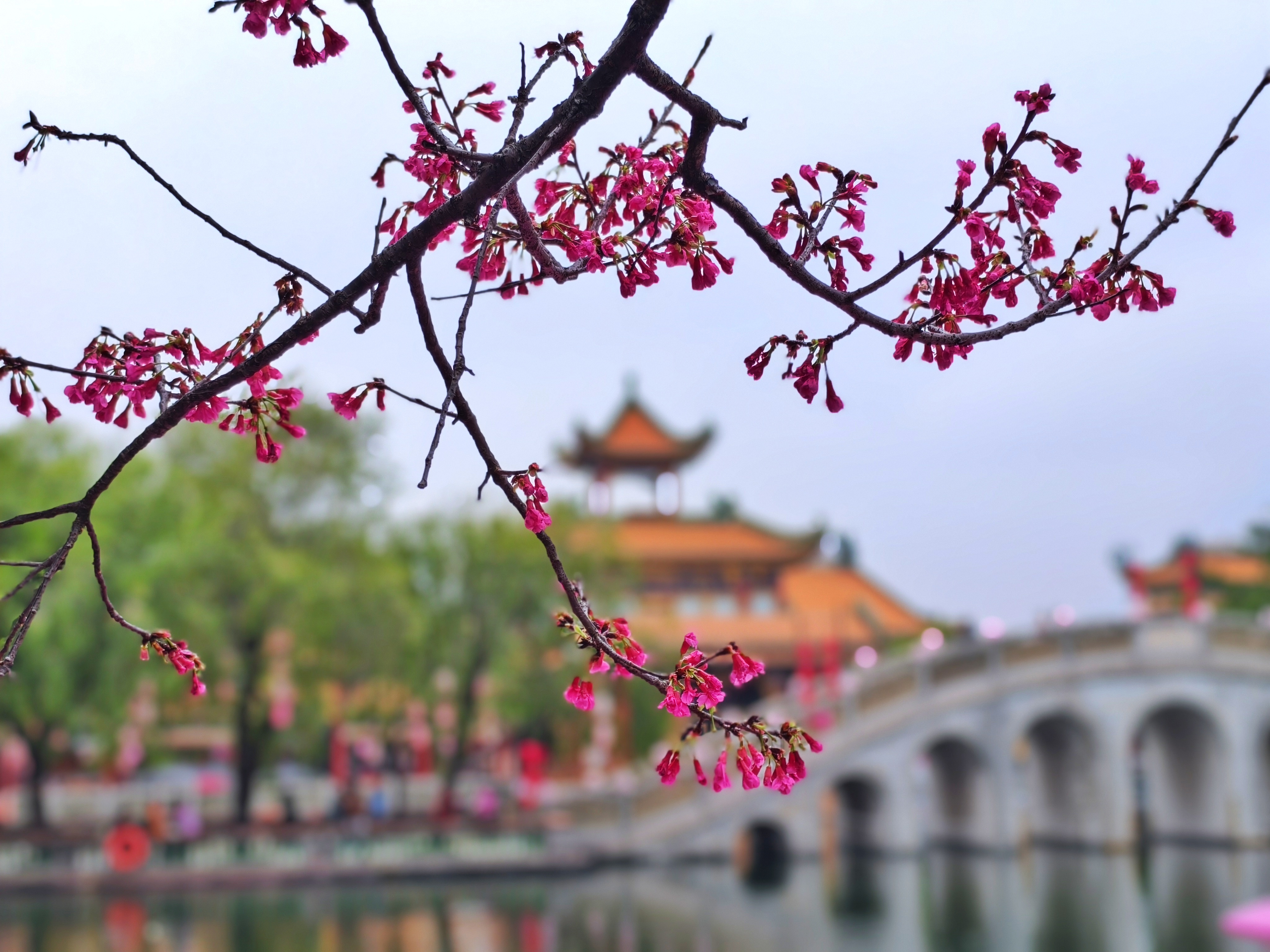 侨见番禺通图：樱花点亮宝墨园早春（许星威 摄）.jpg